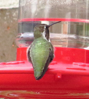 Costa's Hummingbird