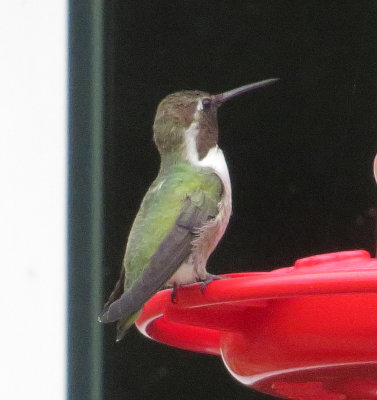 Costa's Hummingbird