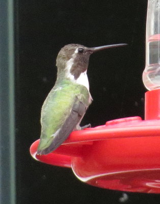 Costa's Hummingbird