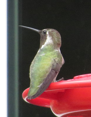 Costa's Hummingbird