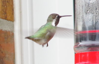 Costa's Hummingbird