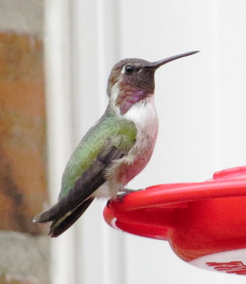 Costa's Hummingbird