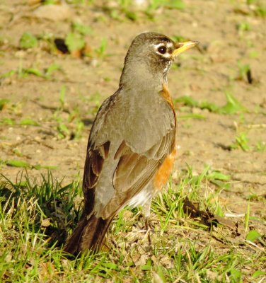 American Robin
