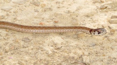 Dekay's Brownsnake