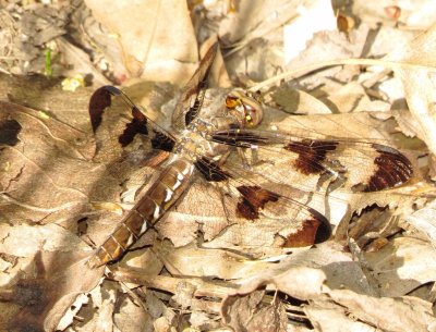 Common Whitetail