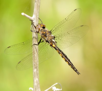 Baskettail Species