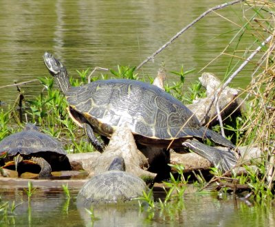 River Cooter