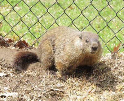 Woodchuck