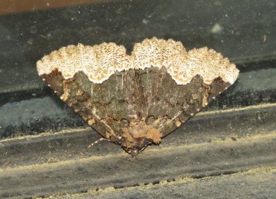 Horrid Zale Moth