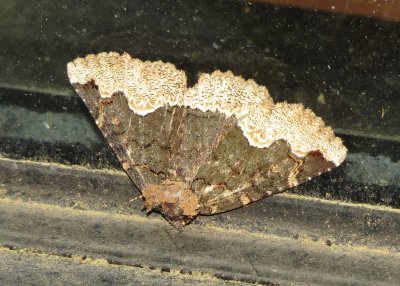 Horrid Zale Moth