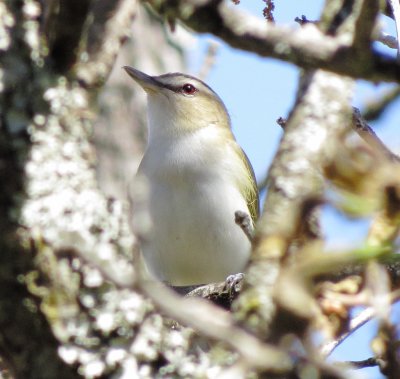 Red-Eyed Vireo