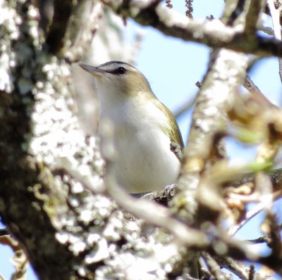 Red-Eyed Vireo