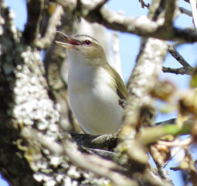 Red-Eyed Vireo
