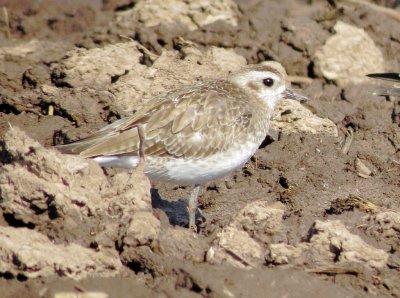 American Golden Plover