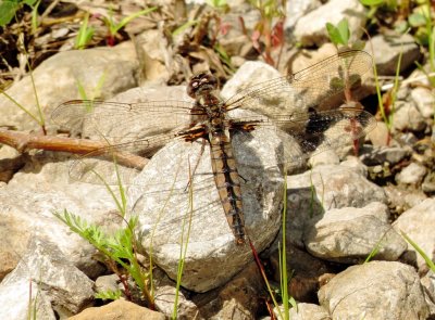 Blue Corporal