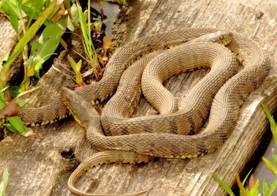 Diamondback Watersnake