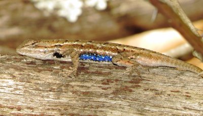 Prairie Lizard