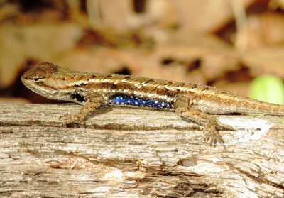 Prairie Lizard