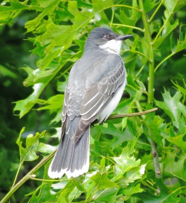 Eastern Kingbird