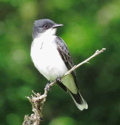 Eastern Kingbird