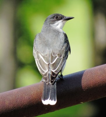 Eastern Kingbird