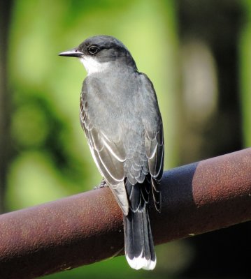 Eastern Kingbird