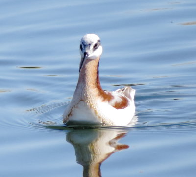 Wilson's Phalarope