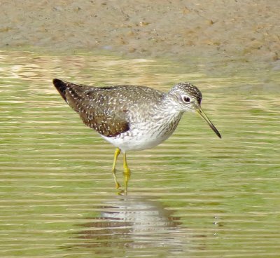 Solitary Sandpiper