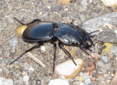 Warrior Beetle Species