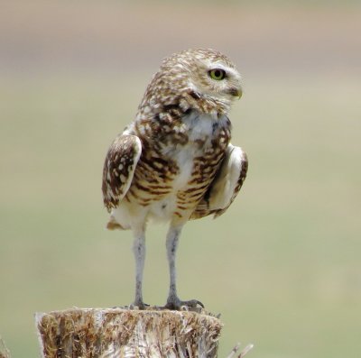 Burrowing Owl