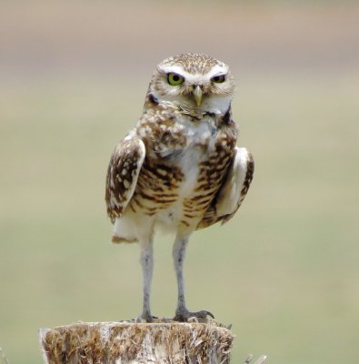 Burrowing Owl