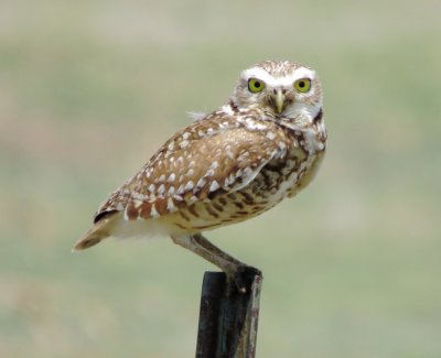 Burrowing Owl