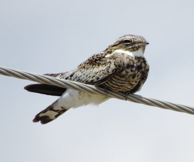 Common Nighthawk