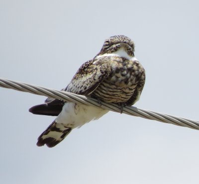 Common Nighthawk
