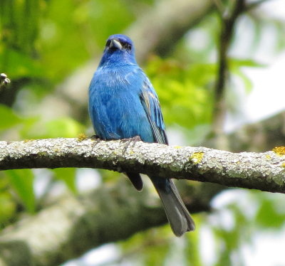 Indigo Bunting