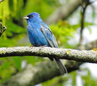 Indigo Bunting