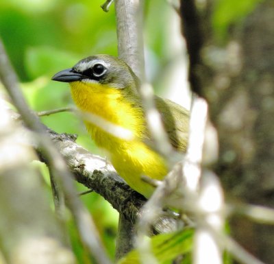 Yellow-Breasted Chat