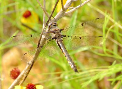 Dot-Winged Baskettail