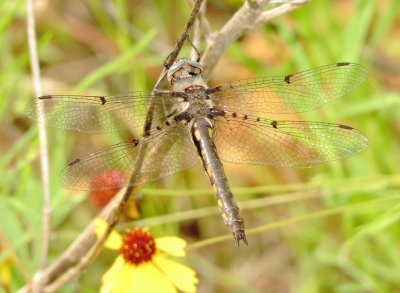 Dot-Winged Baskettail