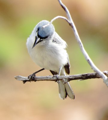 Blue-Gray Gnatcatcher