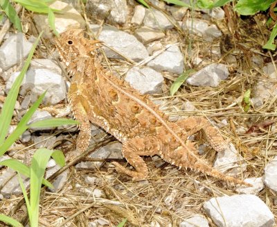 Texas Horned Lizard
