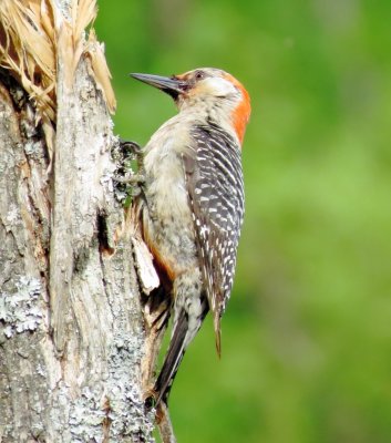 Red-Bellied Woodpecker