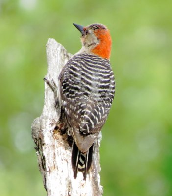 Red-Bellied Woodpecker