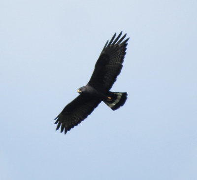 Zone-Tailed Hawk
