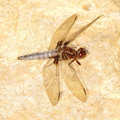 Blue Corporal