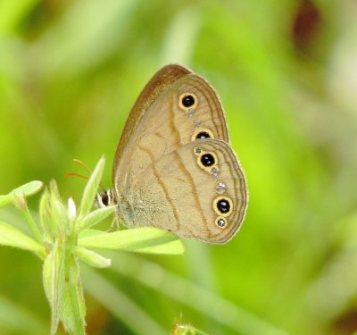 Little Wood Satyr