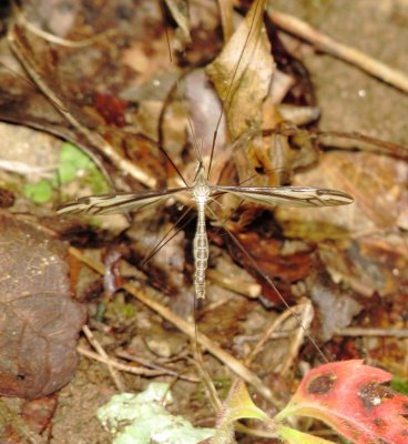 Crane Fly Species
