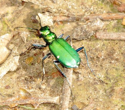 Six-Spotted Tiger Beetle