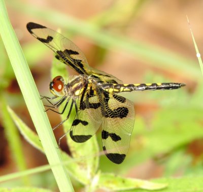 Banded Pennant