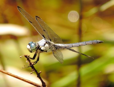 Great Blue Skimmer